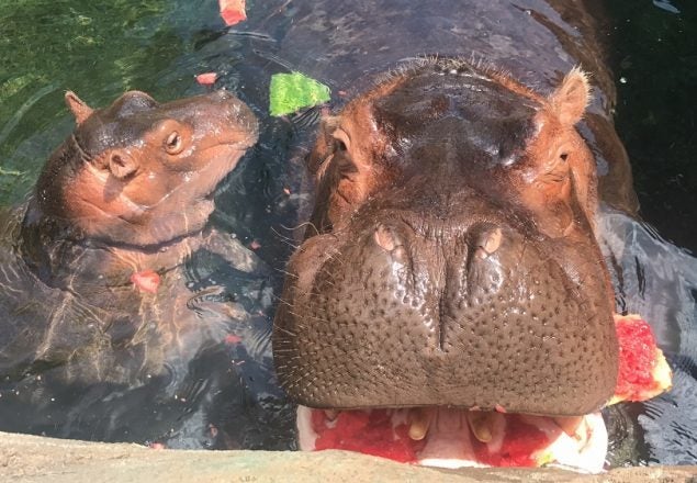 <p>Fiona gets to enjoy her mom’s leftover watermelon on National Watermelon Day. She can’t handle whole watermelons yet.</p>