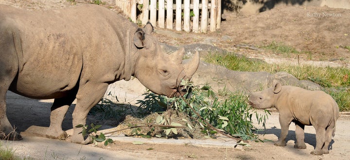 <p>Rhinos Seyia and Kendi munch on browse that has been delivered by the Commissary keepers.</p>