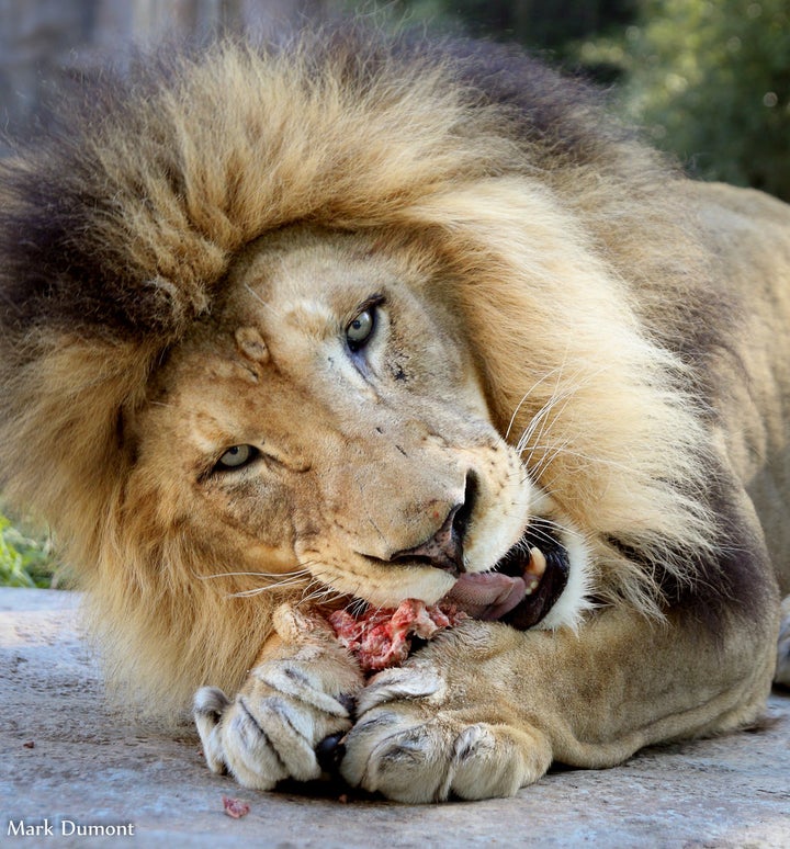 <p>John the lion chows down on some meat!</p>