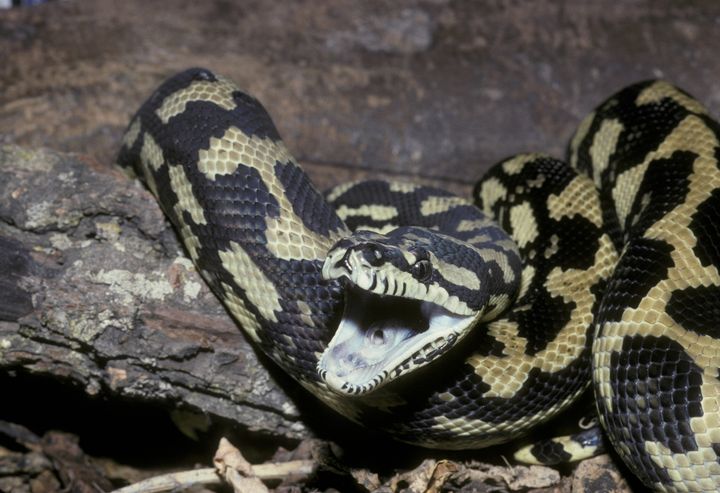 An example of a carpet python