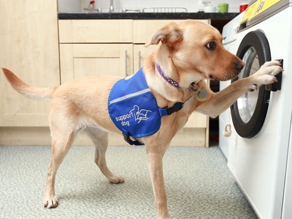 Assistance Dogs Provide Help And Love | HuffPost