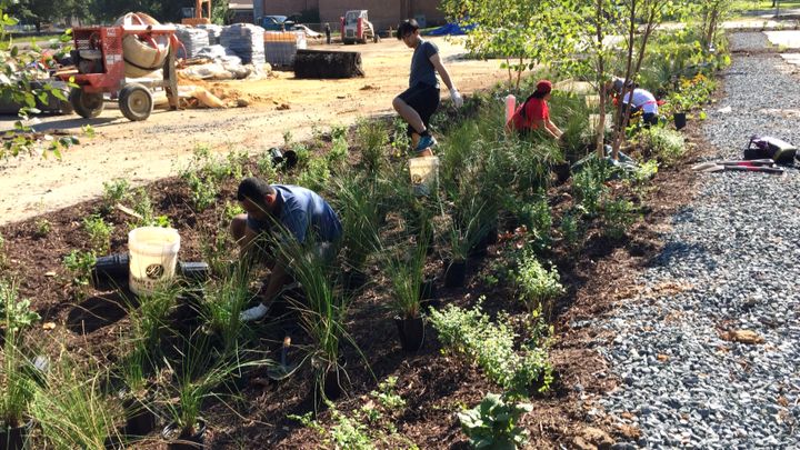 Planting a rain garden in a church parking lot as part of D.C.’s stormwater runoff project.