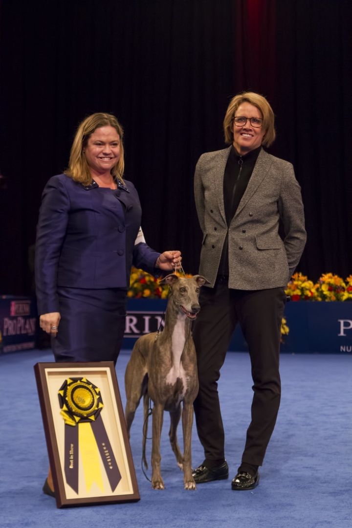 <p>Mary Carillo (right) poses with 2016 National Dog Show Presented by Purina Best In Show champion Gia, the greyhound and handler Rindi Gaudet following the winner's interview on the Thanksgiving Day broadcast. </p>