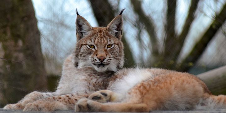 Lillith the lynx was shot after escaping from Borth Wild Animal Kingdom.