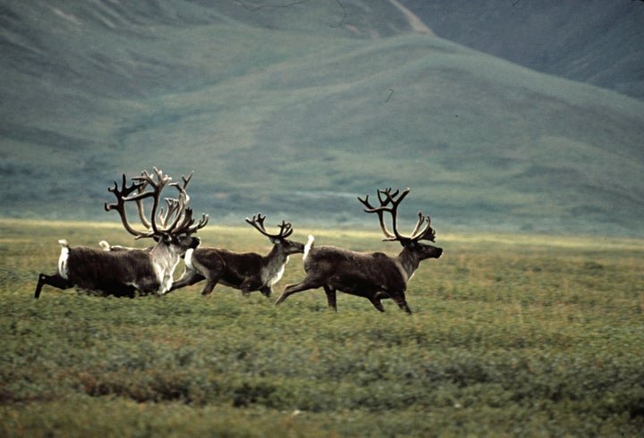 Caribou run in the Arctic National Wildlife Refuge. 