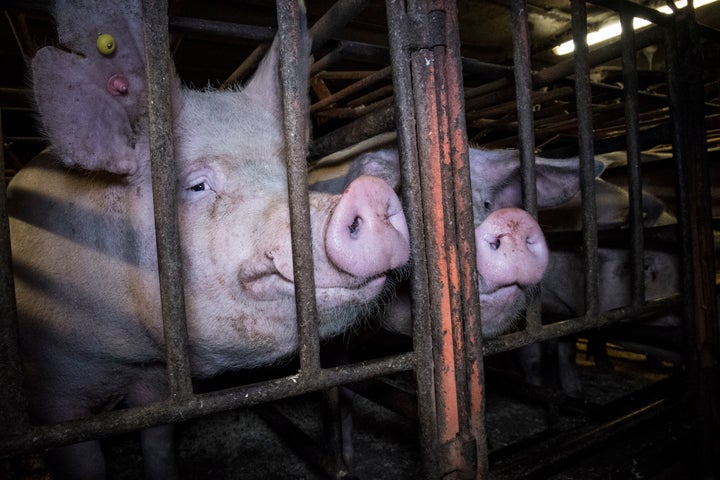 Investigators from Animal Equality secretly filmed inside Hall Farm, in Necton, Norfolk.