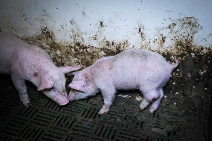 A piglet with an injured let filmed at Hall Farm.