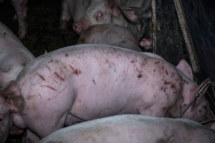 <strong>Activists said they found 'heavily' scarred animals at Poplar Farm.</strong>