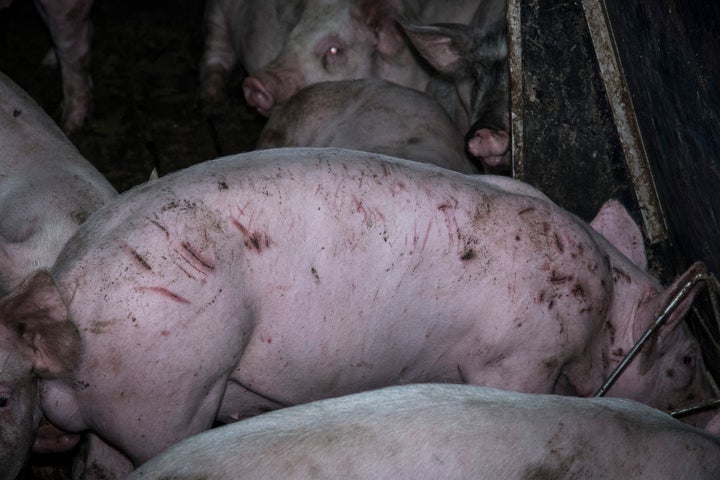 Activists said they found 'heavily' scarred animals at Poplar Farm.