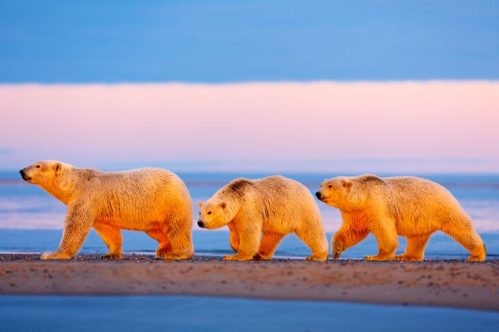 A mother polar bear and her cubs walk in the Arctic National Wildlife Refuge.