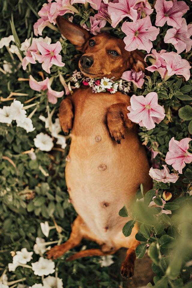 pregnant dachshund pictures