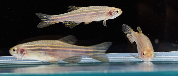 Zebrafish are being used to find new treatments for hard-to-cure cancers.
