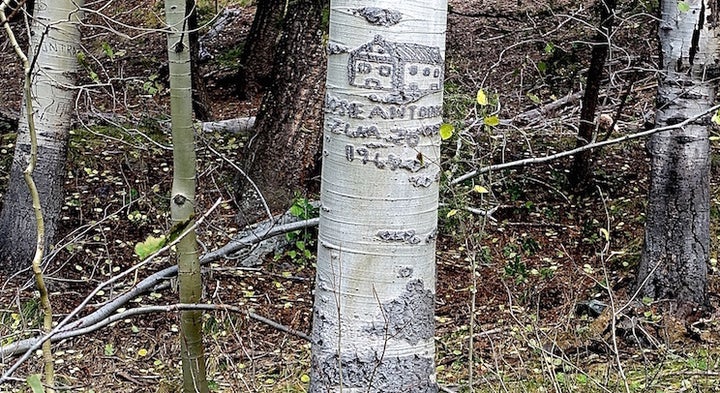 <p>A tree carving by a sheepherder near Ketchum, Idaho.</p>