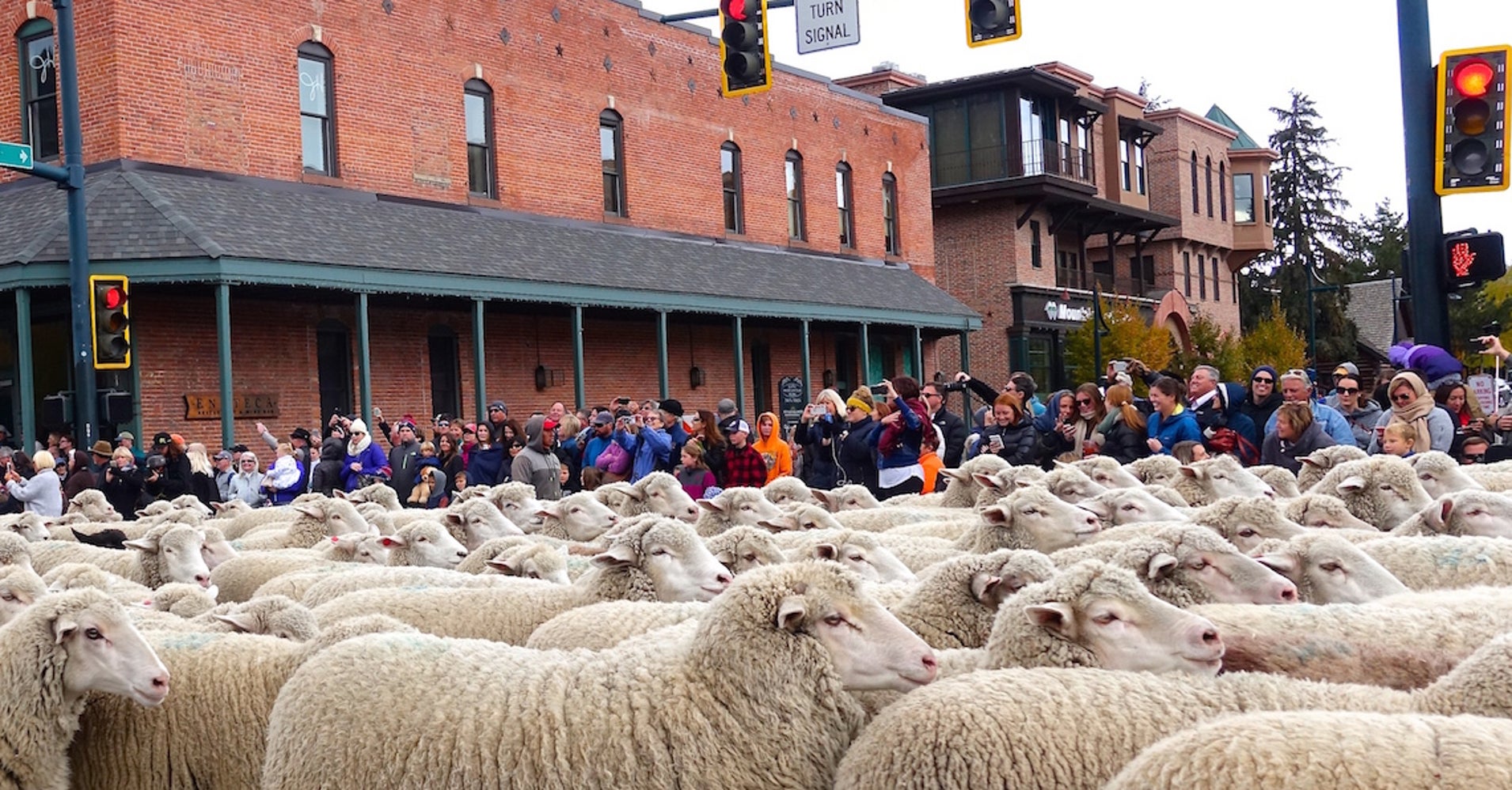 LIVE STREAMING SHEEP IN KETCHUM, IDAHO HuffPost