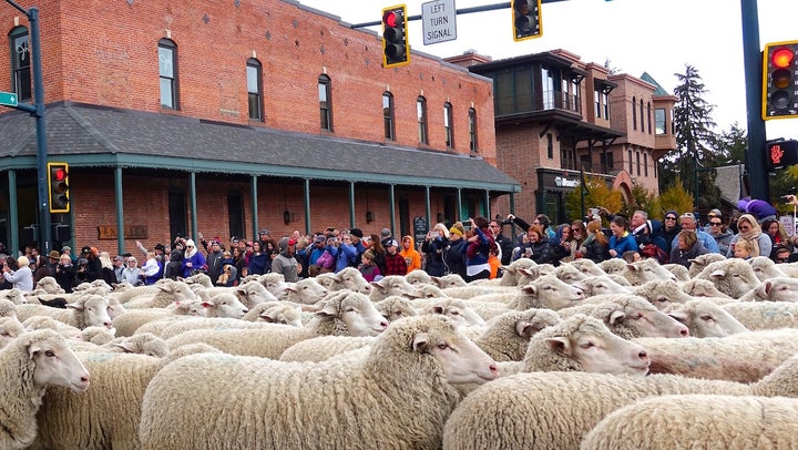 <p>Sheep gridlock on Main Street, Ketchum, Idaho.</p>