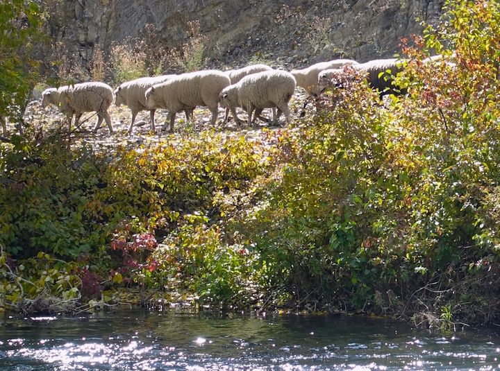 <p>Idaho sheep en route to greener pastures.</p>