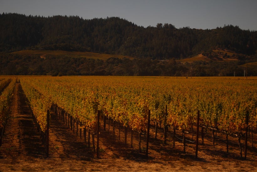 Welcome to California wine country in the Napa Valley