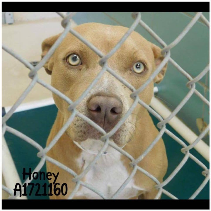 Hillsborough County Pet Resource Center in Tampa, FL in the News for