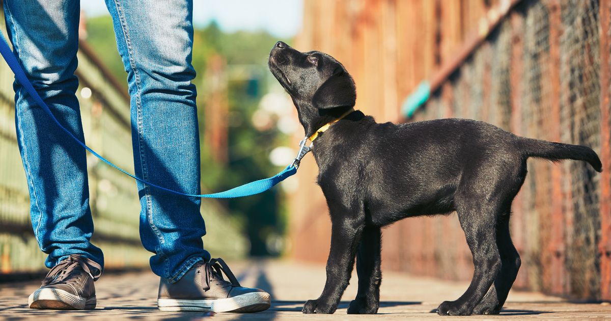 Help dogs. Догтренинг лабрадора. Поводок для собак. Прогулка с собакой. Прогулка с собакой на поводке.