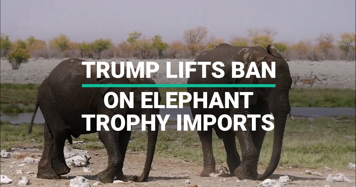 Trump Reverses Ban On Elephant Trophy Imports Huffpost Uk Huffpost Video 3493