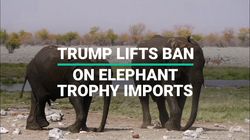 Trump Reverses Ban On Elephant Trophy Imports