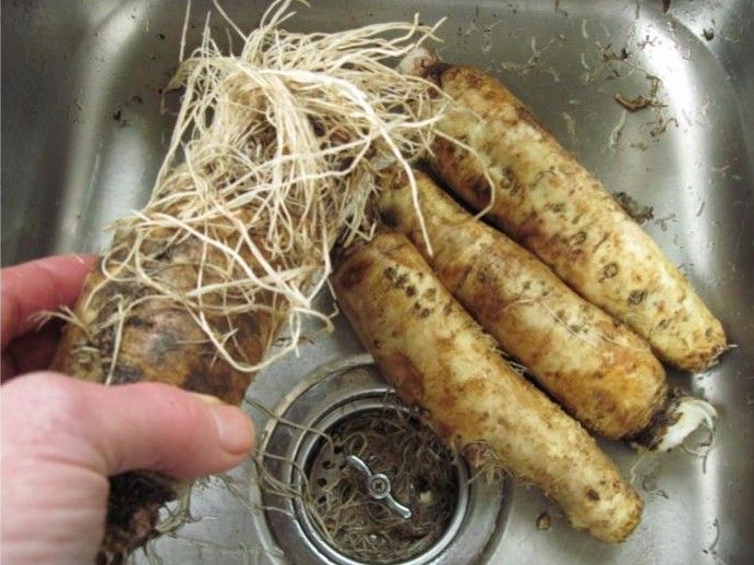 Raw chicory root.