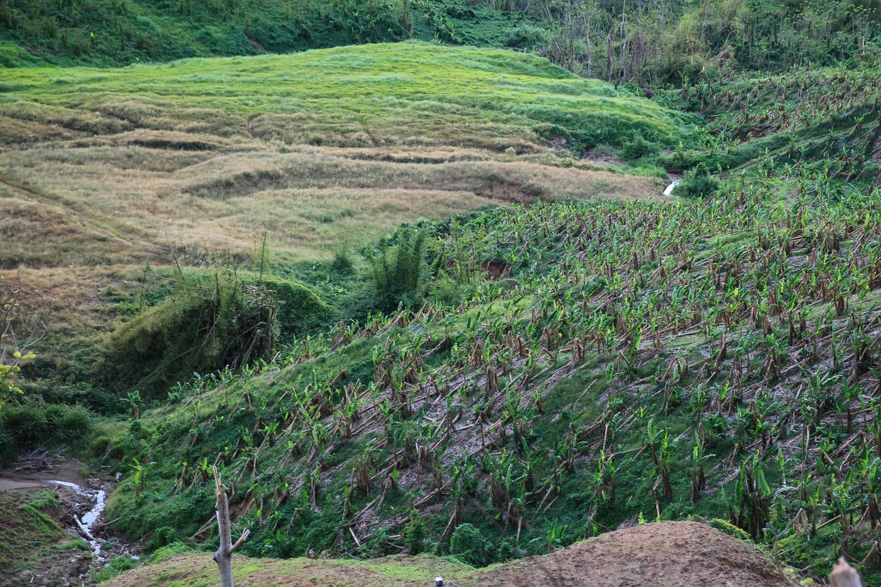 A plantain farm, with trees that are mostly knocked down, in San Sebastián, Puerto Rico.