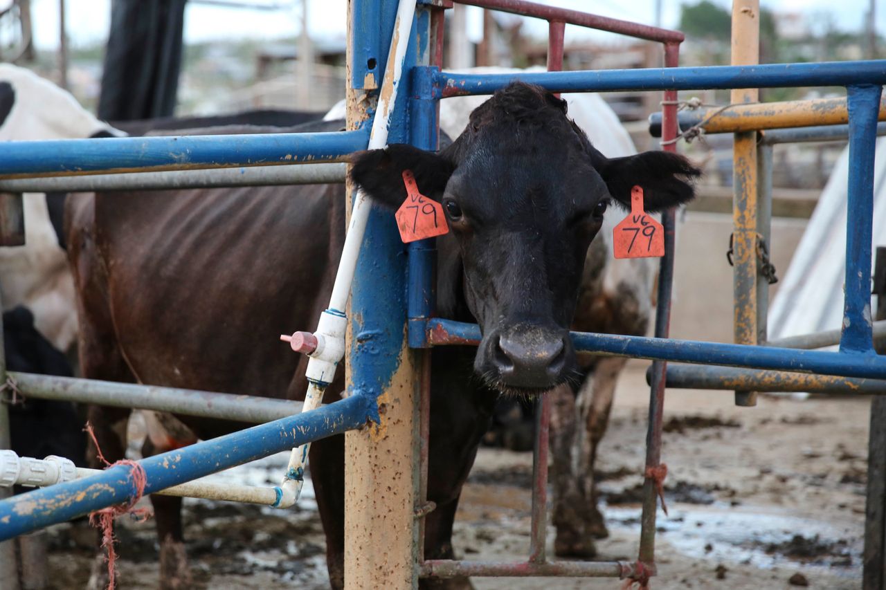 A cow at Rubén González Echevarría's dairy farm in Arecibo.