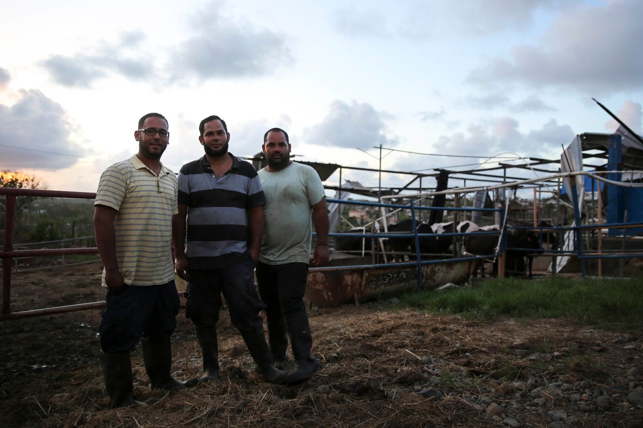 From left, Yamil, Rubén and Jonathan González Echevarría stand in their dairy farm.