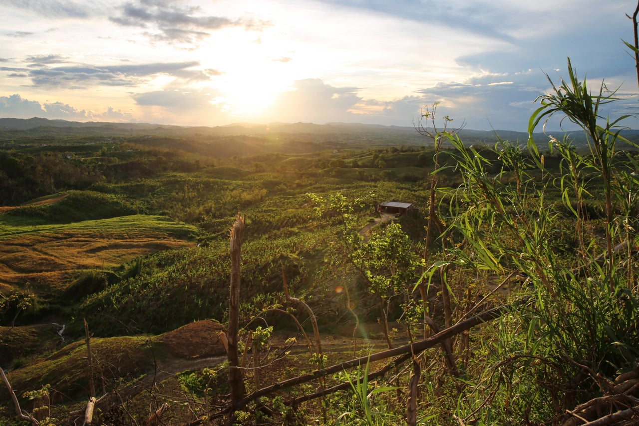 A plantain farm in San Sebastián, Puerto Rico, at sundown in October.