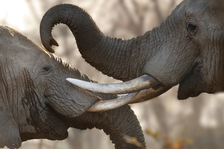 Bull African elephants sparring at South Luangwa National Park, Zambia.