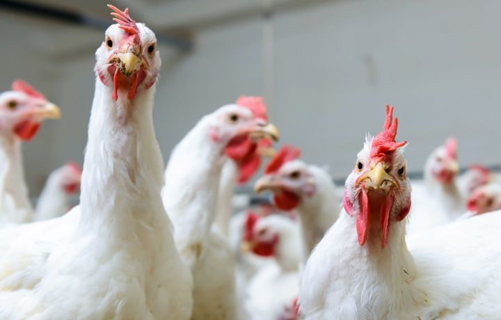 Animal rights and welfare groups say a proposition to speed up chicken processing lines will make slaughterhouses even worse for chickens.