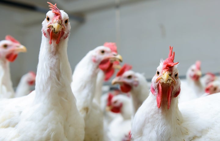 Animal rights and welfare groups say a proposition to speed up chicken processing lines will make slaughterhouses even worse for chickens.