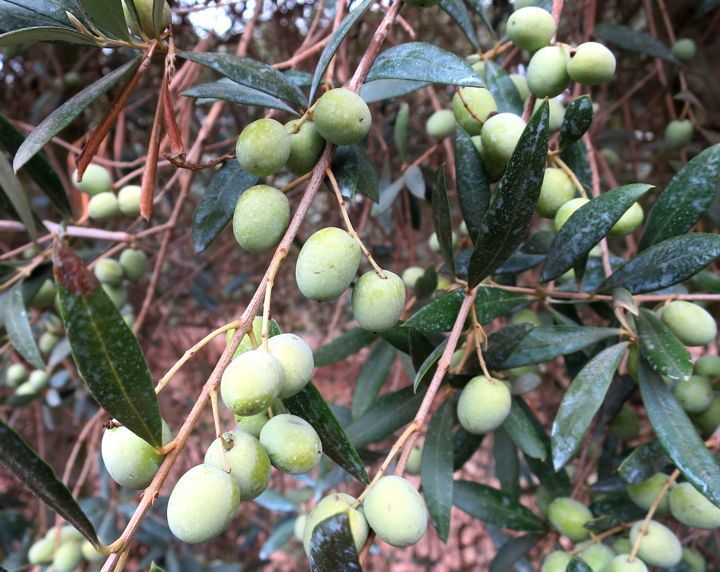 Green olives ready for harvest.