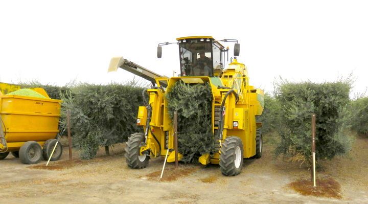 Machines specially designed to harvest green olives.