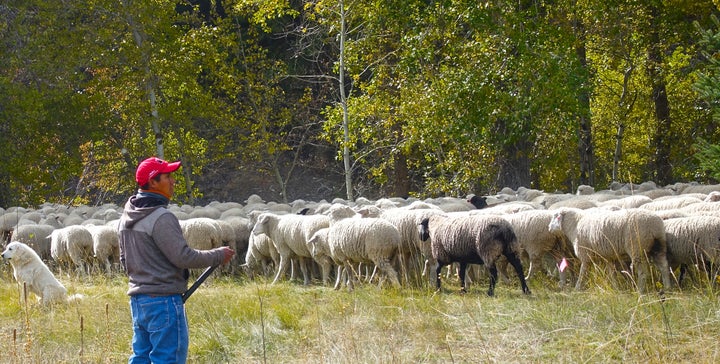 <p>A lone sheepherder and his flock near Ketchum, Idaho.</p>