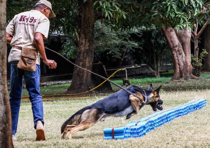 Canine handlers from Uganda, Tanzania, and Kenya demonstrate how sniffer dogs locate wildlife contraband during a learning exchange at AWF headquarters, Nairobi. Handlers are also trained to use the ‘Guidelines For Admissibility of Detection Dog Evidence.’
