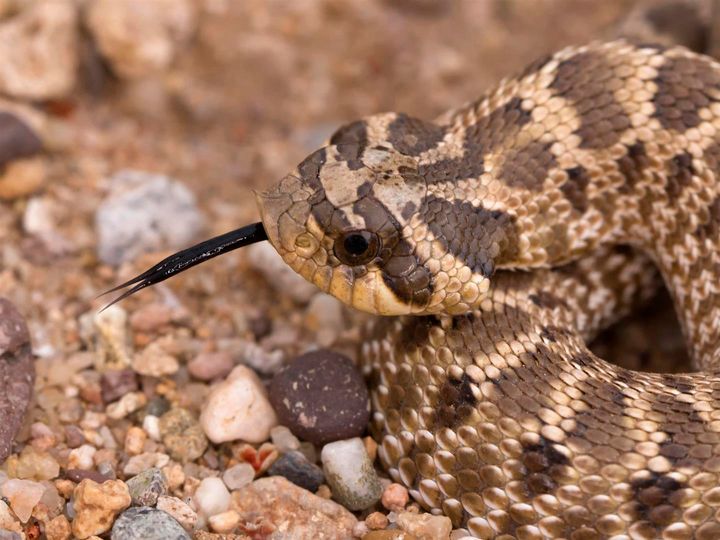 A baby Mexican Hognose snake in the dry riverbed.