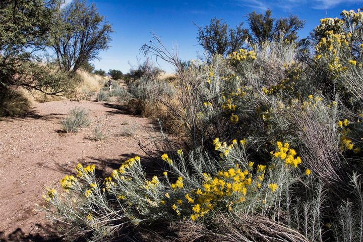 Rabbitbrush is a side wash.