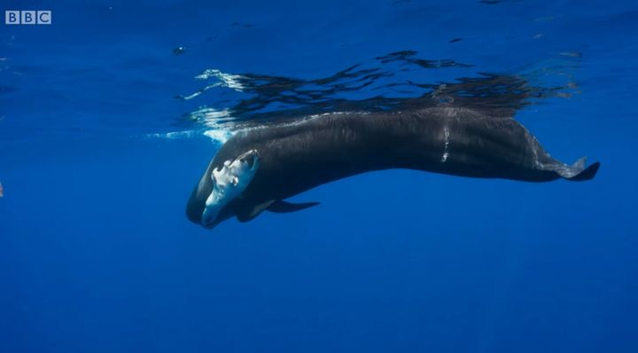 A pilot whale was filmed carrying round her dead calf.