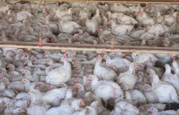 Chicken in US farm conditions. Picture courtesy of Compassion In World Farming
