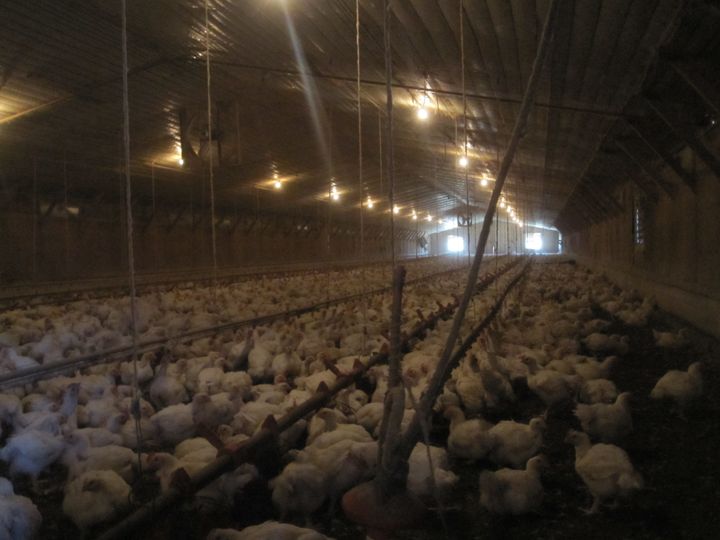 Chicken in US farm conditions. Picture courtesy of Compassion In World Farming