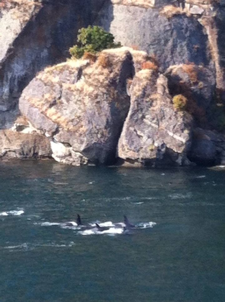 Orca whales, Vancouver Island