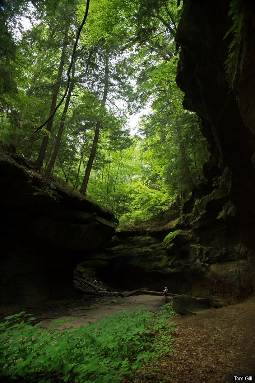 The canopy above filters the sunlight, and casts a green tint on the floor of the canyon.