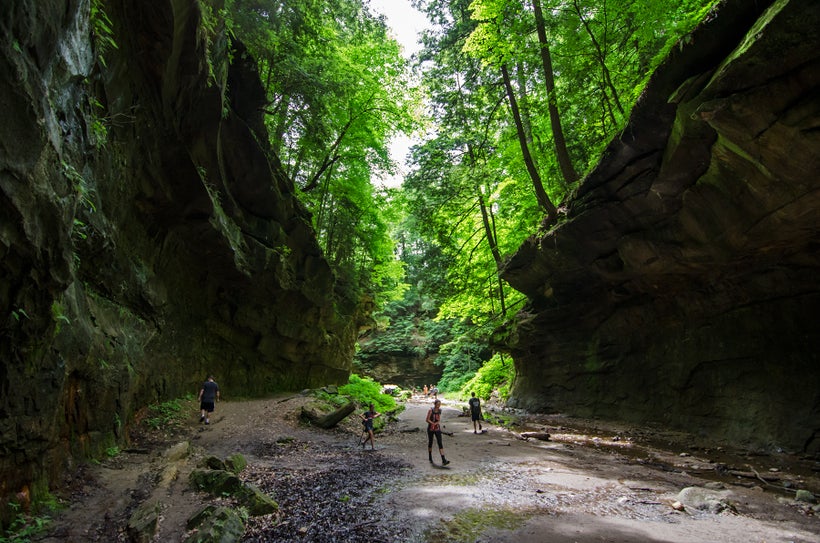 The green canopy above the damp canyon.