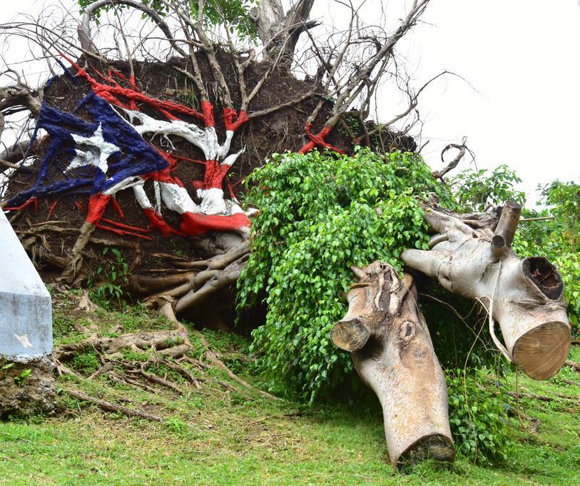 A fallen tree in Old San Juan with the Puerto Rican flag painted by local artist and poet, Lady Lee Andrews.