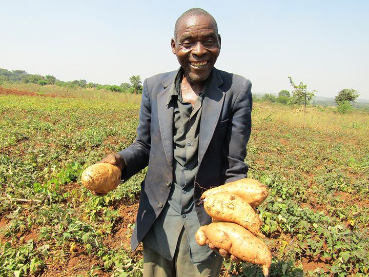 William Binalison harvests his sweet potatoes on his farm in Taiza village, Lilongwe district, Malawi.