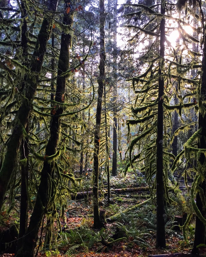 Wildwood, a day use area managed by the Bureau of Land Management, is typical of some of the unusual forest land around Mount Hood and offers trails of boardwalks to the Salmon River.