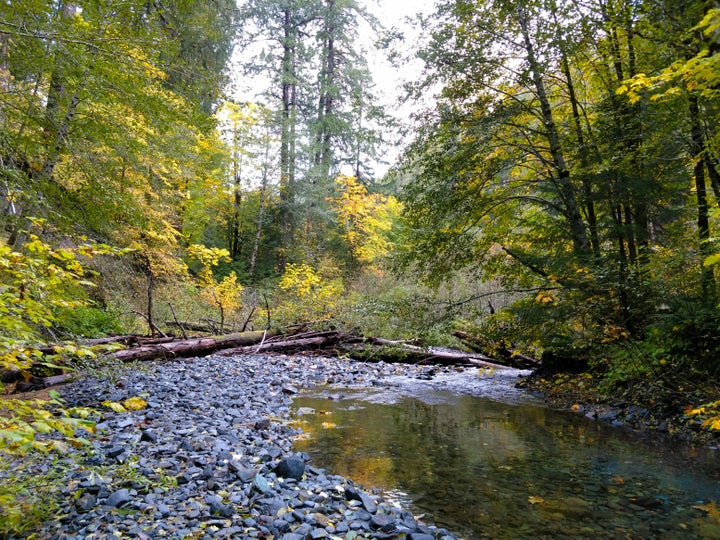 <p>Bluff Creek</p>