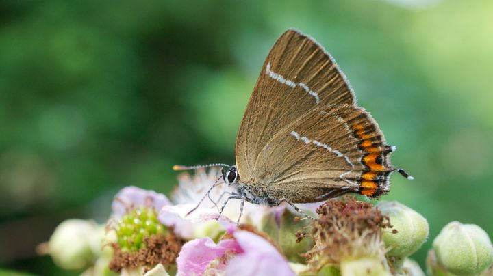 In the last 25 years 8.5 million trees have been planted in The National Forest, bringing with it a wildlife resurgence for species of insects such as the white-letter hairstreak butterfly.